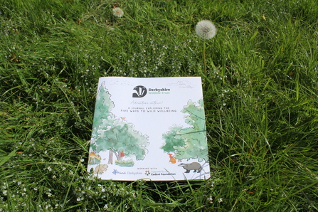 5 ways to wellbeing journey in the grass with a dandelion clock next to it 