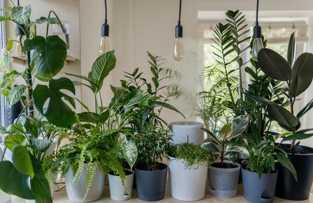 a row of assorted pot plants 