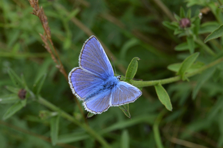 Common Blue BUTTERFLY