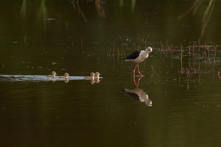 black winged stilt wading through a pond being followed by 4 chicks