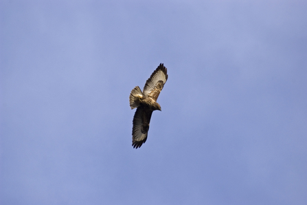 Buzzard flying