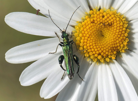 Swollen Thighed Beetle on a daisy