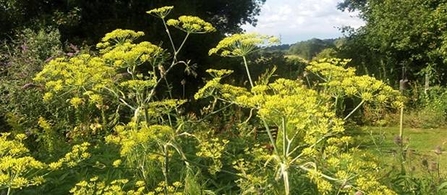 fennel in a garden