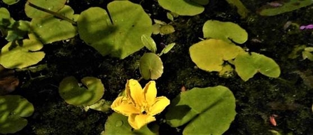 fringed water lily