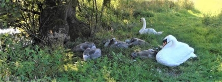 two parent swans and five cygnets in the shade of a tree