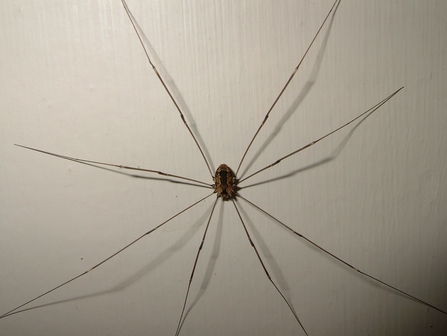 Harvestman