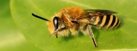 Ivy bee