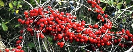 Black Bryony