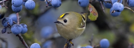 Goldcrest