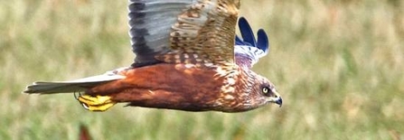 Marsh Harrier