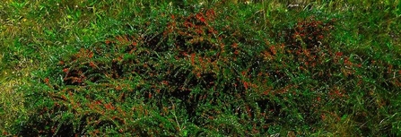 cotoneaster