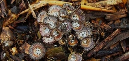 birds nest fungi