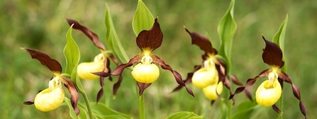 slipper orchid