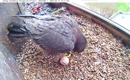 peregrine and egg