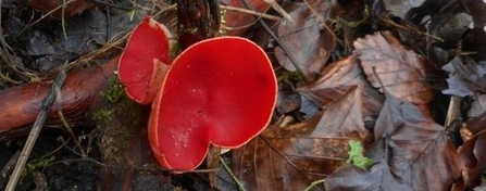 elf cup