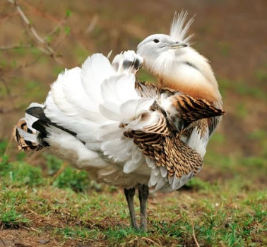 Great bustard