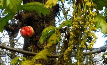 oak apple