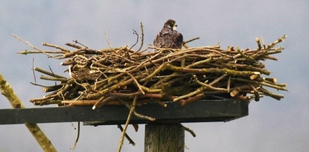 Osprey