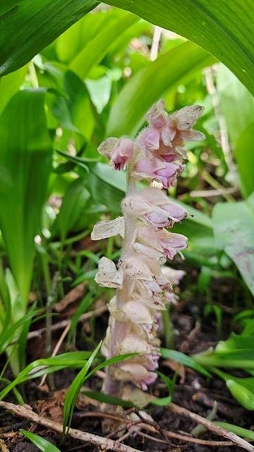 toothwort