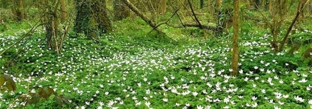 wood anemone