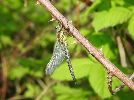hairy dragonfly