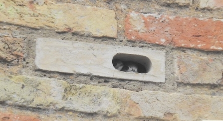 swift brick