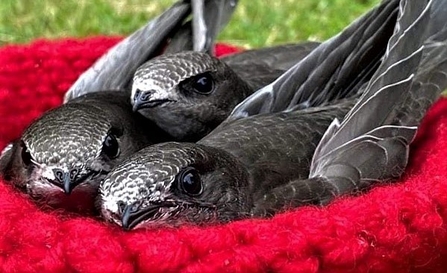 swifts