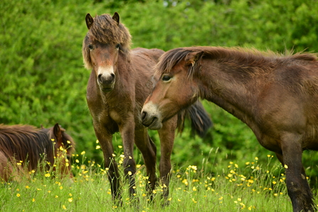 ponies