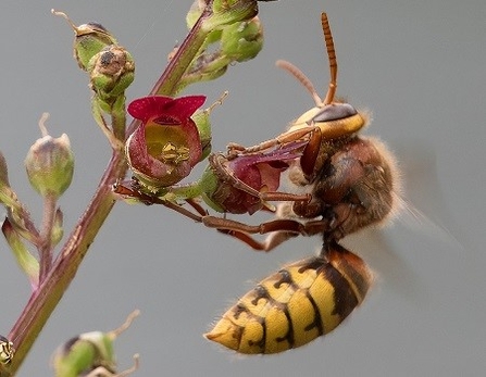 Hornet