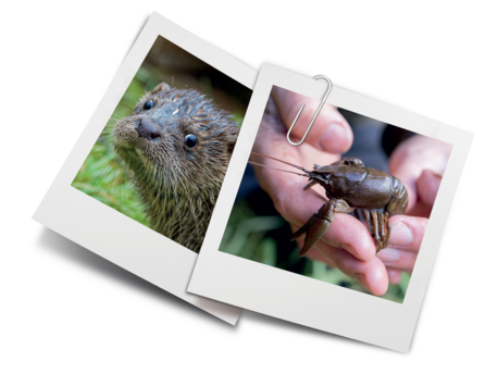 two polaroid photos showing an otter and a white clawed crayfish