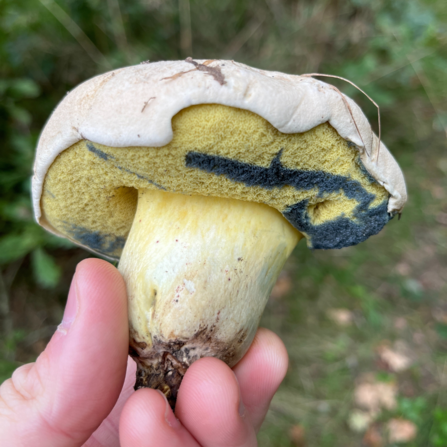 A photograph of a Boletus radicans