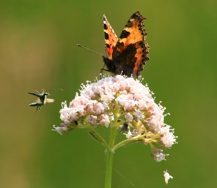 Jon Hawkins - Surrey Hills Photography Butterfly