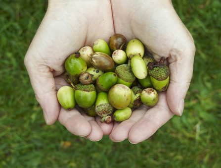 Hands holding a collection of acorns