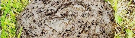 dung