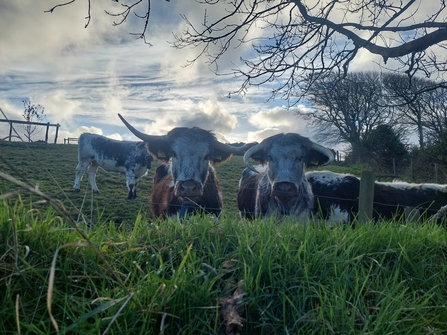Longhorn Cattle looking over a hedge
