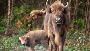 bison