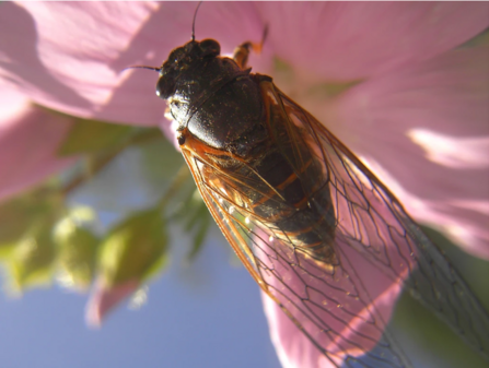 The New Forest cicada