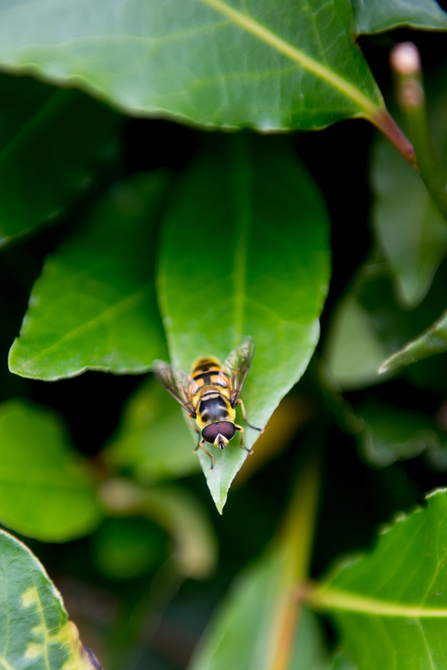 A batman hoverfly on a leaf