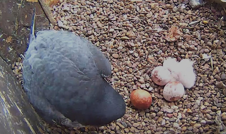 Derby Peregrine