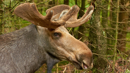 Close up of an elk's head and neck with small antlers and trees in the background