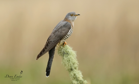 A cuckoo sittin on a branch