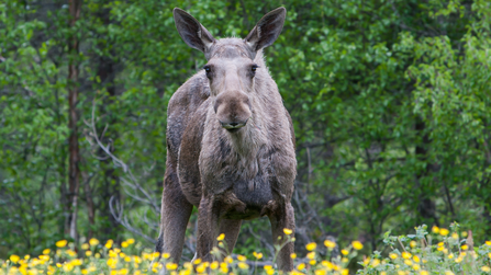 An elk in the centre of the shot looking towards the camera with trees in the background and yellow flowers in the foreground