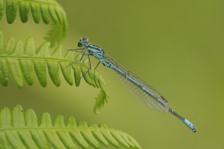An azure damselfly perched on a fern leaf
