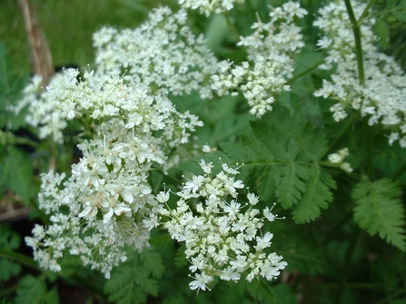 a photograph of sweet cicely