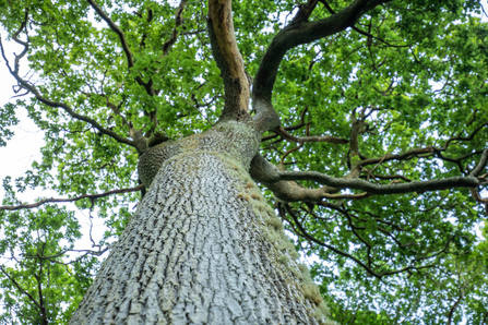 A photograph of an oak tree in spring from the bottom, looking up