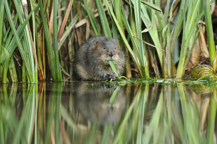 Water Vole with a reed in its mouth