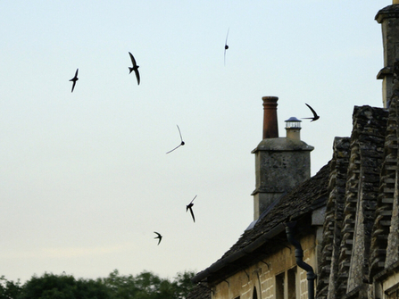 A group of swifts flying together over roofs 
