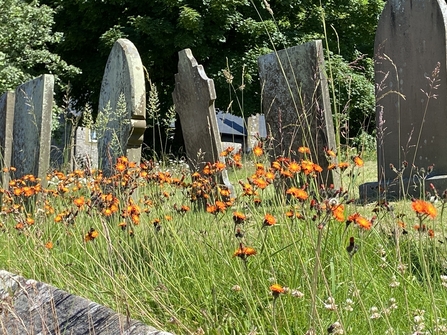 wildflowers in front of gravestones