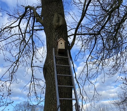 ladder against a tree with a birdbox installed