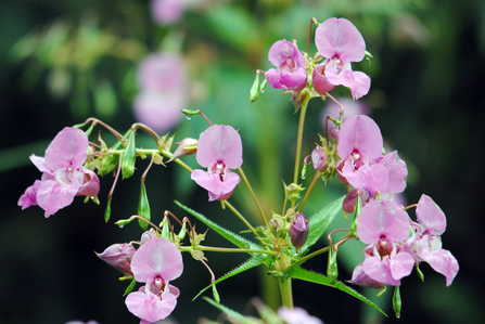 Close up of Himalayan balsam